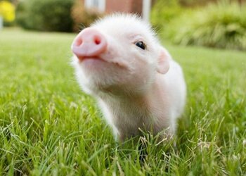 ��������� ������� �������� ������ �� ���� ������� �� ���� �������� ��������