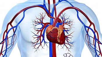 ��������� �������� ���������� ������������ �� ������������ ��������-���������� �����������